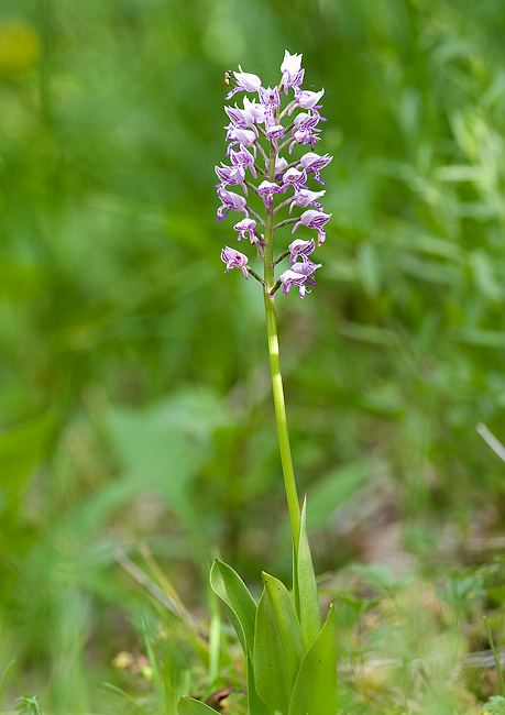 Orchis militaris / Orchidea militare